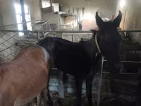 Horse (M), Horses — photo 5