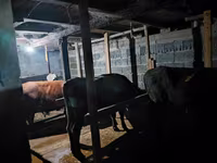 Bou, Vaca kazahă cu cap alb — foto 3