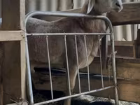 Berbec, Arashan sheep — foto 3