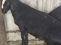 ভেড়ার পাঁঠা, ভেড়া — ছবি 3