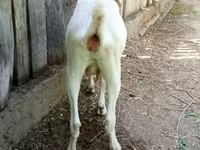 Koza, Nubian Goat — foto 2