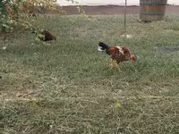 Chickens — 6 зураг