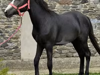 Horse (M), Anglo-Arabian — photo 2