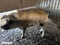Cinghiale, Maiali — foto 1