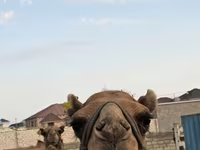 شتر ماده, Kazakh Bactrian camel — عکس 1