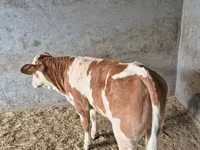 雄牛, Simmental cattle — 写真 3