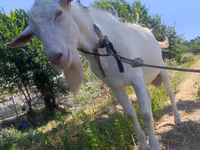 Ri’ dhaddig, Saanen goat — sawirka 3