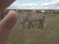 ፈረስ, Horses — ፎቶ 3