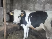 Бух, Russian Black pied cattle — 1 зураг