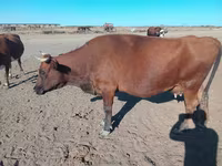 วัวตัวเมีย, Latvian Blue cattle — รูปภาพ 1