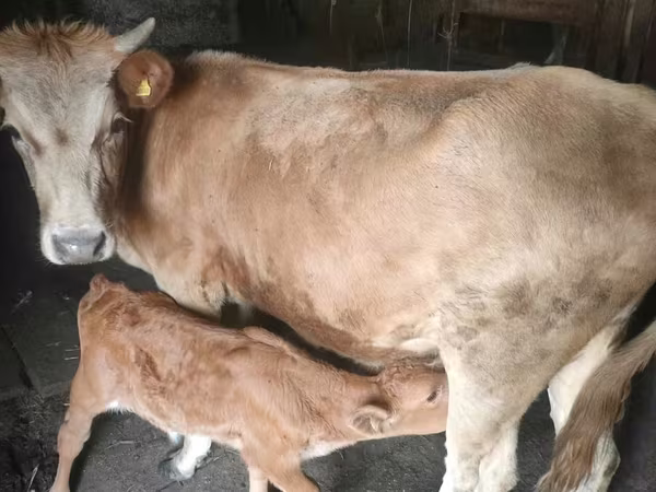 Vacă, Bovine — Kazahstan