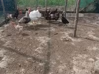 Turkeys — foto 8
