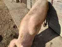 Doofaar dhaddig, Pigs — sawirka 3