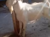 Billy Goat, Saanen goat — photo 2