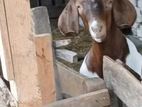 Ziegenbock, Boer goat — Foto 6