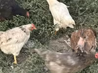 Chickens — 照片 2