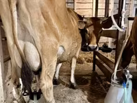 ላም, Jersey breed — ፎቶ 1