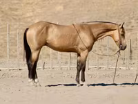 公马, Quarter Horse — 照片 7