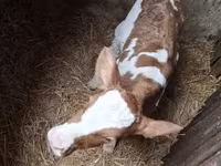วัวตัวเมีย, Simmental cattle — รูปภาพ 1