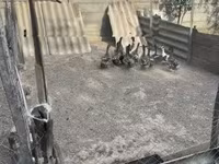 Ducks — լուսանկար 6