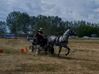 گھوڑا, Lipizzaner — تصویر 3