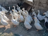 Ducks — foto 2