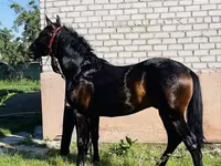 Ngựa đực, Swedish warmblood horse — ảnh 2