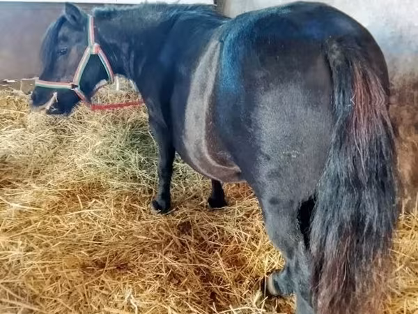 பெண் குதிரை, American shetland pony