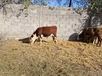 Lembu jantan, Cattle — foto 7