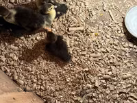 مسکوی خانگی — عکس 2