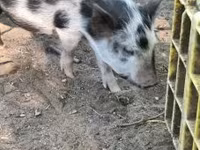แม่สุกร, หมู — รูปภาพ 2