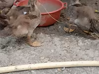 Ducks — foto 2