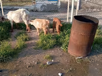 Κατσίκες (παρτίδα, φύλο μη καθορισμένο), Κατσίκες — φωτογραφία 8