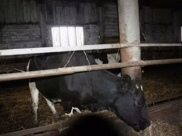 گائے, Russian Black pied cattle — روس