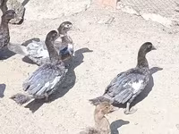 Ducks — รูปภาพ 4