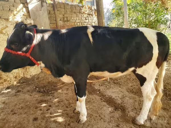 ثور, الماشية