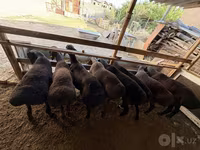 قوچ, Hissar sheep — عکس 6
