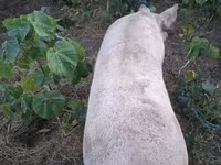 สุกร (เป็นล็อต, ไม่ระบุเพศ), หมู — รูปภาพ 3