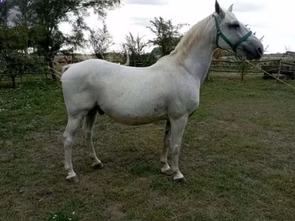 Kůň, Lipizzaner