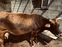 गाय, अलाताऊ नस्ल — फ़ोटो 1
