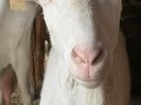 母羊, Alpines Steinschaf sheep — 照片 3