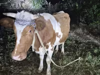 گاو ماده, Simmental cattle — عکس 5