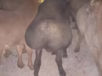 قوچ, Arashan sheep — عکس 6
