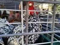 Chickens — ảnh 3