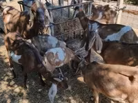 بز ماده, Nubian Goat — عکس 6