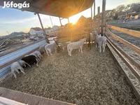 Kambing jantan, Sheep — foto 2