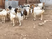 암염소, Damask goat — 사진 3