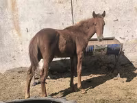 Cal, Thoroughbred horse — foto 4