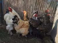 Chickens — 7-сурет