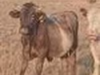 Touro, Swiss cattle — foto 8